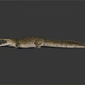 Modern crocodile Alligator Nile crocodile 3d model