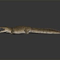 Modern crocodile Alligator Nile crocodile 3d model