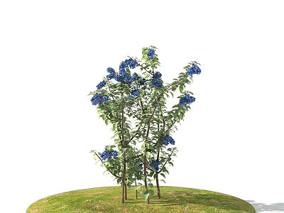 Fresh Vibrant Blue Fruits Growing On Trees With Lush Green Grass 3d model