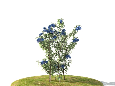 Modern Blueberry 3d model