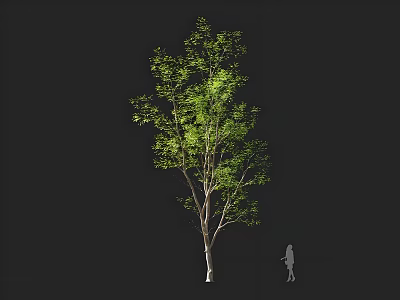 Tall Green Tree With Lush Foliage And Slender Trunk Featuring Human Silhouette For Scale 3d model