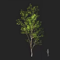 Tall Green Tree With Lush Foliage And Slender Trunk Featuring Human Silhouette For Scale