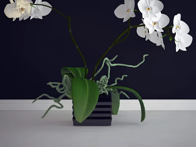 Bonsai Potted Plant With White Orchids Green Leaves And Black Square Pot 3d model