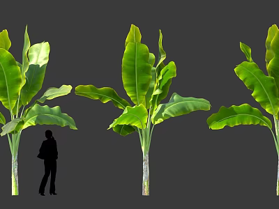 Green Leafy Shrub With Large Leaves And Human Silhouette For Size Comparison 3d model