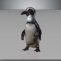 Standing Penguin With Black And White Feathers Isolated On Dark Background