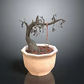 Bonsai Plant With Thin Trunk And Twisted Branches In Beige Octagonal Pot With Red Soil