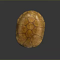 Detailed Anatomical Turtle Shell Organ Structure With Textured Exterior And Smooth Interior