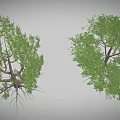 Cartoon Scene with Two Trees Green Leaves Visible Trunks and Exposed Roots on Gray Background