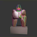 Medical Device Detailed Human Spine And Muscle Anatomical Model Display For Education