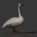 Realistic White Swan Standing on Brown Wooden Base Against Gray Background