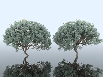 Cistanche deserticola gray leaf shrub bush dwarf tree plant green belt greening rime landscape greening landscaping soft beautiful Chen decorative specimen 3d model