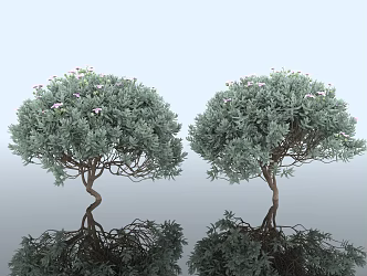 Cistanche deserticola gray leaf shrub bush dwarf tree plant green belt greening rime landscape greening landscaping soft beautiful Chen decorative specimen 3d model