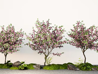 Cherry Blossom Peach Blossom Tree Landscape Tree Street Tree Courtyard Tree 3d model