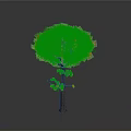 Vibrant Orange Leaf Tree With Brown Trunk And Lush Foliage Against Gray Background