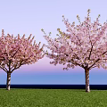Cherry Trees With Pink Blossoms Standing On Green Grass Against Blue Sky