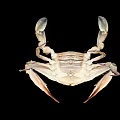 Close Up View Of Crab With Large Claws And Detailed Shell On Black Background