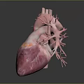 Detailed 3D Heart Anatomical Model Medical Device For Educational Visualization
