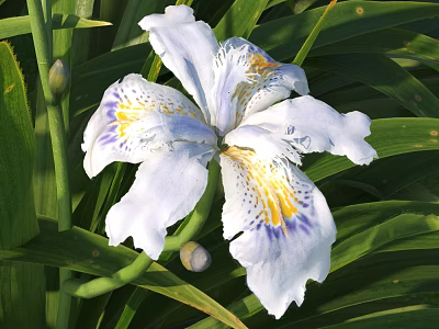White Iris Flower with Detailed Petals Blooming Among Lush Green Leaves 3d model