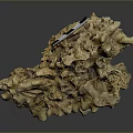 Yellow Coral Formation With Checkerboard Scale In Marine Aquatic Animal Habitat
