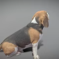 Tricolor Beagle Dog Sitting With Floppy Ears Looking Up On Gray Background