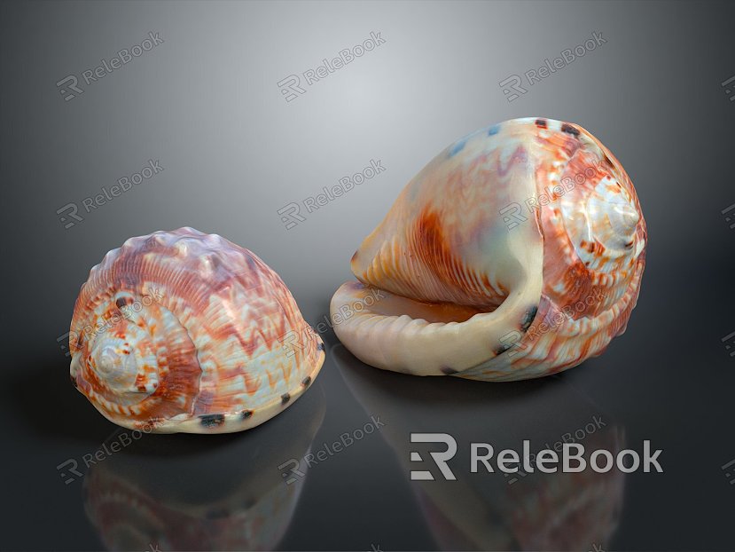 conch bone snail snail field snail shellfish marine animal fish freshwater fish marine fish animal model