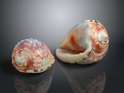 Colorful Aquatic Animal Conch Shells With Orange White Patterns Shiny Surface And Reflection 3d model