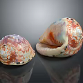 Colorful Aquatic Animal Conch Shells With Orange White Patterns Shiny Surface And Reflection