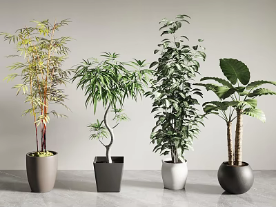 Various Types Of Indoor Bonsai Potted Plants With Different Colored Pots For Home Decor 3d model