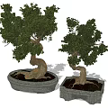 Artistic Bonsai Plants With Twisted Trunks And Green Foliage In Stone Planters