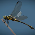 Detailed Yellow And Black Striped Dragonfly Perched On Thin Branch With Blue Background