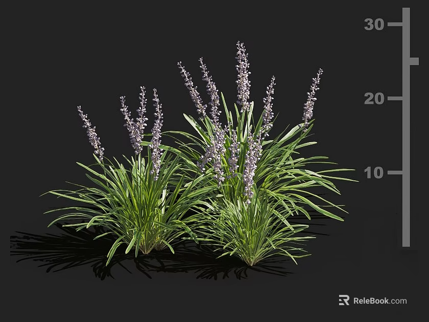 Purple Flowering Lavender With Green Leaves Height Measurement And Shadows On Black Background 3d model 