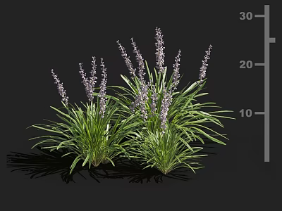 Purple Flowering Lavender With Green Leaves Height Measurement And Shadows On Black Background 3d model