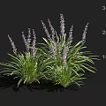 Purple Flowering Lavender With Green Leaves Height Measurement And Shadows On Black Background