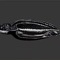 Black and White Striped Sea Turtle Reptile with Large Flippers on Gray Background