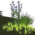 Tall Purple Spherical Flowers Green Shrubs With Slender Leaves And Decorative Grasses On Outdoor Lawn