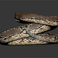 Brown and black patterned snake coiled on dark background with shiny skin and reflection 3d model