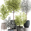 Diverse Bonsai Potted Plants With Green Gray Leaves In Black Gray Pots For Home Decor