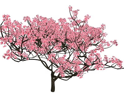 Lush Blooming Arbor With Delicate Pink Blossoms In Full Spring Bloom 3d model