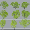 Various Trees With Different Shapes Green Foliage Trunks And White Background Shadows 3d model