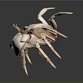 Light Colored Crab With Large Claws Isolated On Gray Background With Reflection 3d model
