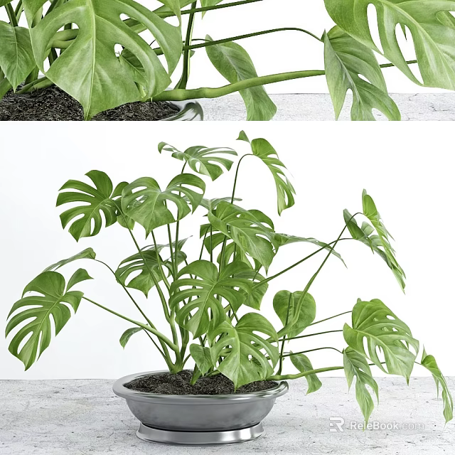 Potted Monstera Plant With Large Green Leaves On White Surface For Indoor Decor 3d model 