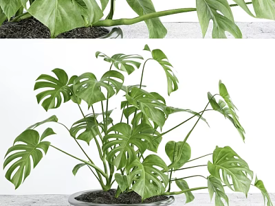 Potted Monstera Plant With Large Green Leaves On White Surface For Indoor Decor 3d model