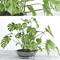 Potted Monstera Plant With Large Green Leaves On White Surface For Indoor Decor