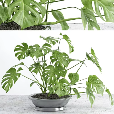 Potted Monstera Plant With Large Green Leaves On White Surface For Indoor Decor 3d model