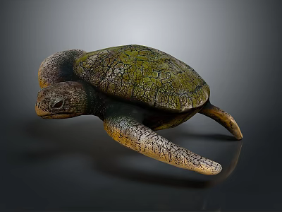 Green Sea Turtle With Textured Carapace And Flippers On Gray Background 3d model
