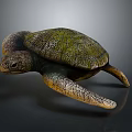 Modern Turtle Small Turtle Green Turtle Big Turtle Black Turtle 3d model