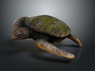 Modern Turtle Small Turtle Green Turtle Big Turtle Black Turtle 3d model