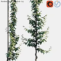 Tall Vertical Growing Green Vines With Human Silhouette Showing Height