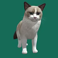 Cream And White Cat With Dark Ears Standing On Green Background