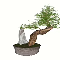 Bonsai Plant With Curved Trunk Decorative Stone And Ceramic Pot